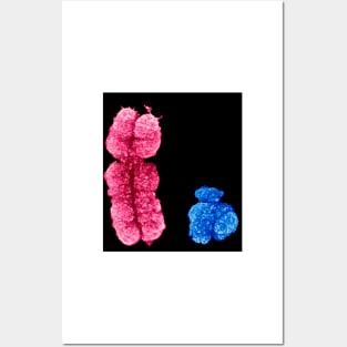 X and Y chromosomes (C003/0729) Posters and Art